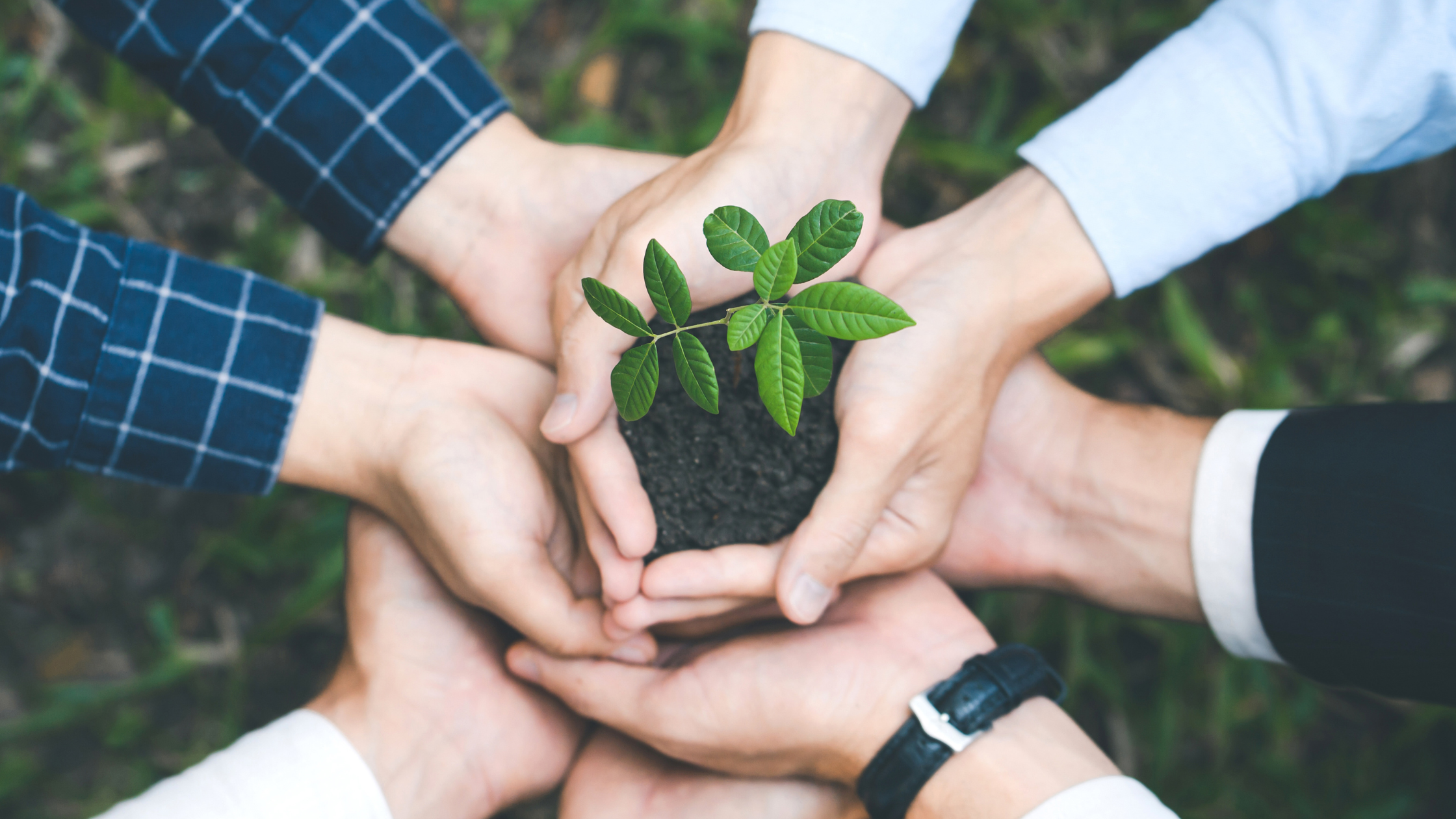 A group of people holding hands together in a circle with the middle pair of hands holding a blossoming plant in soil.