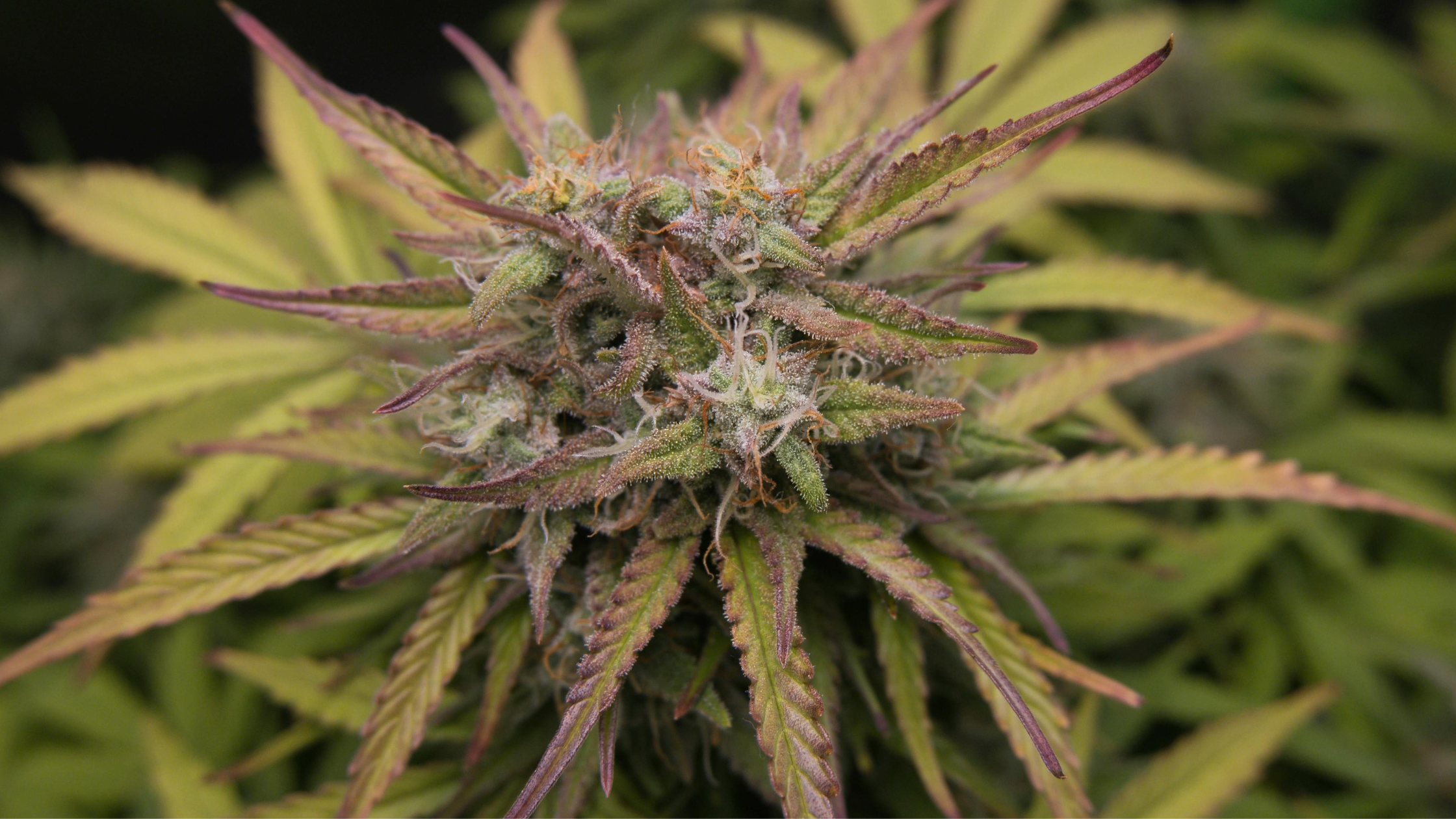 An image of a cannabis plant