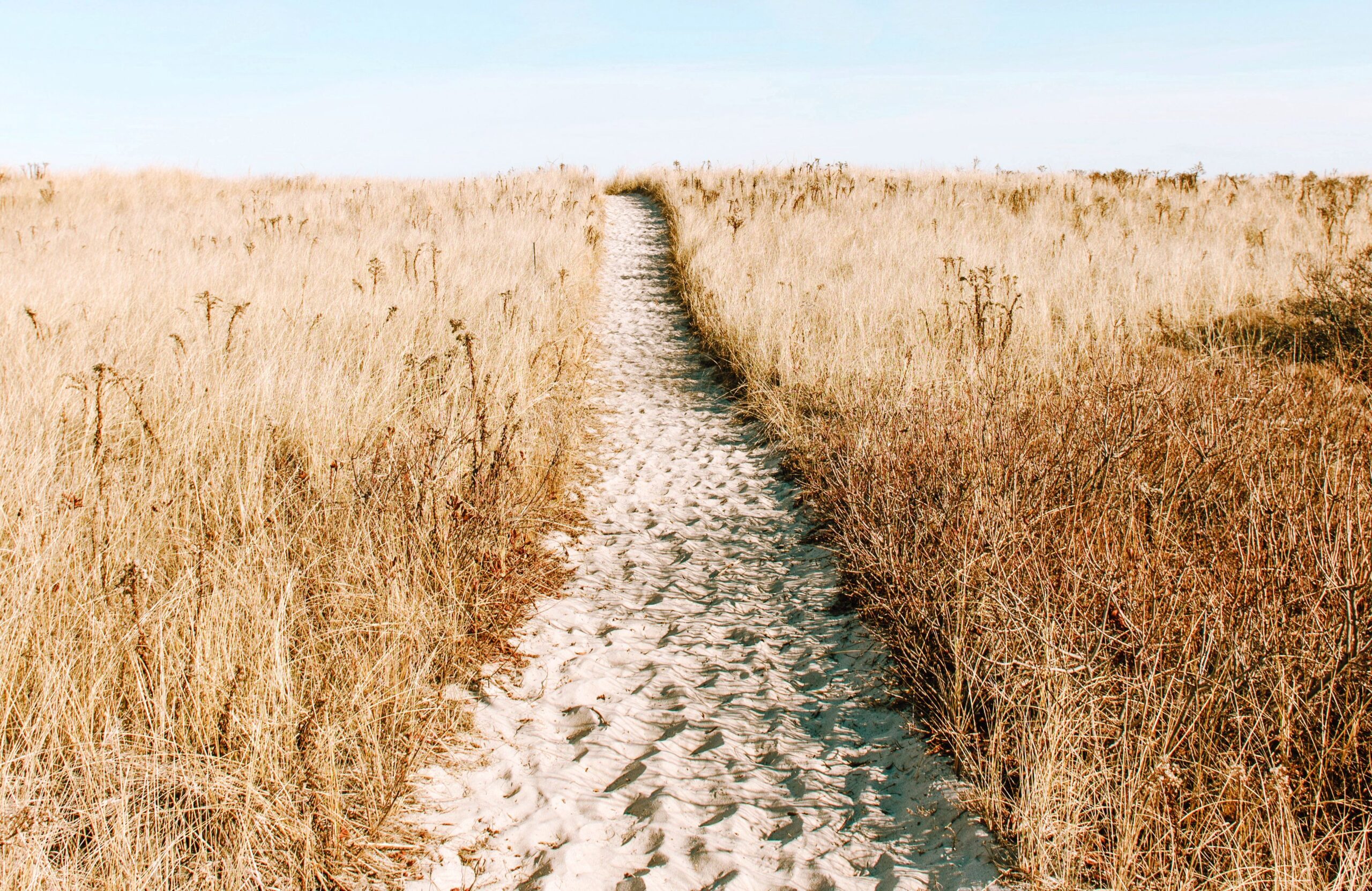 Field of wheat - symbol of Shavuot with a path in th emiddle - symbol of hope